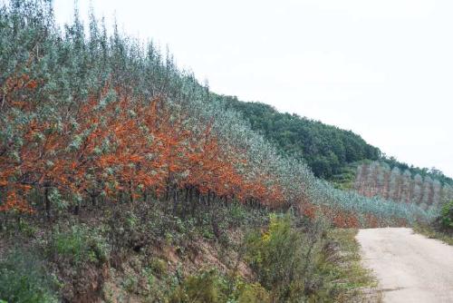 逐夢綠富美 龍江森工集團(tuán)傾力推進(jìn)植樹造林與林業(yè)產(chǎn)業(yè)發(fā)展